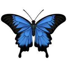 スワロウテイルバタフライ 無料画像 - Public Domain Pictures