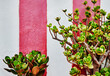© Michael Marquand - Succulents growing against a striped wall in Aviero, Portugal, Europe