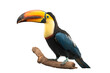 Toucan bird on a branch, isolated on transparent background
