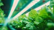Rows of leafy greens growing in a high-tech vertical farm with LED lighting, emphasizing efficient, space-saving agriculture that supports sustainable food systems. 8k