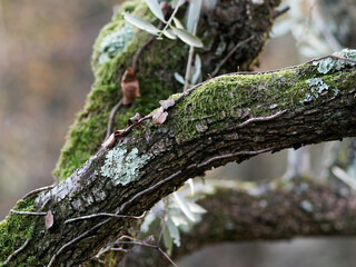 A selective focus shot of green moss growing on top of tree