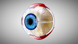 Fototapeta Pokój dzieciecy - 3D anatomical model of an Eye