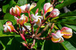 Fragrant and dainty frangipani flowers also known as plumeria, deciduous shrub found in many tropical countres and hodling extensive cultural meanings, commonly used for decoration, insense or worship