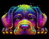 Fototapeta Konie - Abstract, multicolored portrait of a Labrador puppy in watercolor style on a black background.