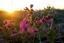 Pink And Purple Weed Plant In The Sunset Adorns The Meadow
