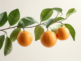 Wall Mural - Fresh orange fruit hanging on a tree branch with green leaves isolated on a white background in a minimalist style. 