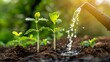 Agriculture. Watering one green sprout in the soil field. Water drops for irrigation. Concept of agriculture, green sprout is watered by raindrops. Sprout grows in the soil. ecology concept.