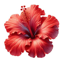 Red Hibiscus Flower Isolated On Transparent Background AI Generated 