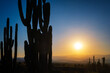 Dark silhouettes of cactus with an orange and blue sunrise in the Tatacoa Desert in Colombia