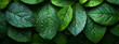 Leaves texture background