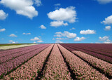 Fototapeta Krajobraz - Field of hyacinths in the Netherlands