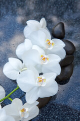 Wall Mural - White orchid and black spa stones on the gray background.