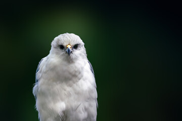 Sticker - Mantled Hawk (Pseudastur polionotus) - Bird of Prey