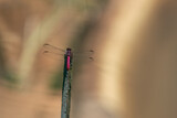 Fototapeta Las - Male Carmine Skimmer (Orthemis discolor) - Pink Dragonfly