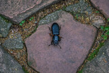 Fototapeta Las - Horned Passalus Beetle (Odontotaenius disjunctus)