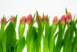 Fototapeta Tulipany - tulips on white