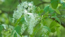 Chionanthus Virginicus (white Fringetree)