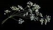 Studio shot of flowering dill (anethum graveolens). Generative Ai
