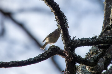 Canvas Print - the goldcrest the smallest resident bird in Britain perched on the branch of a tree with a blurred background