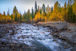 View of a small stream crossing the forest with trees in autumn colours, North Altai, Gorny Altai republic, Russia.