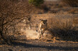 © Travel 'n' Lifestyle - View of a Cheetah running in the desert of Namibia.