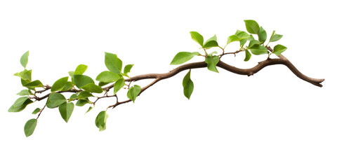close up of twisted jungle branch with growing plant isolated on transparent background.