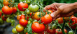 ©  Mohammad Xte - Bunch of bright red tomatoes soaked with water droplets on organic farm tomato plant, farmer's hand picking produce