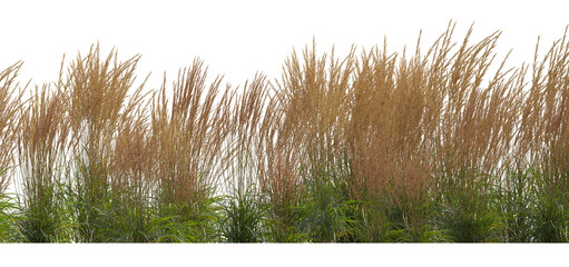 Wall Mural - Calamagrostis acutiflora (Karl Foerster) grass field set isolated frontal png on a transparent background in overcast lighting perfectly cutout high resolution