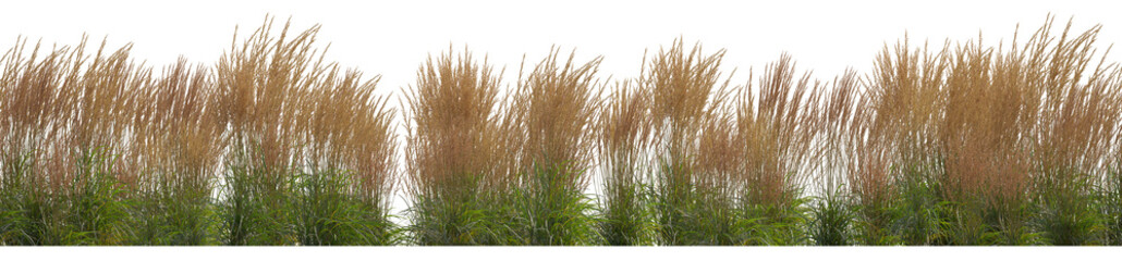 Wall Mural - Calamagrostis acutiflora (Karl Foerster) grass field set isolated frontal png on a transparent background in overcast lighting perfectly cutout high resolution