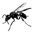 Silhouette wasp animal flaying black color only full body