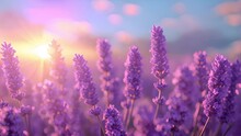 Smooth Rows Of Lavender Plants. Lavender Blooming Flowers Bright Purple Field Blue Sky Sunset. Last Rays Of Sun. Lens Flare. Lavender Oil Production. Aromatherapy Lavandin Slow Motion 4k Video Beauty