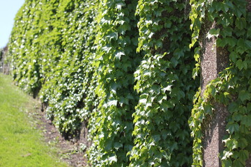 green ivy plants