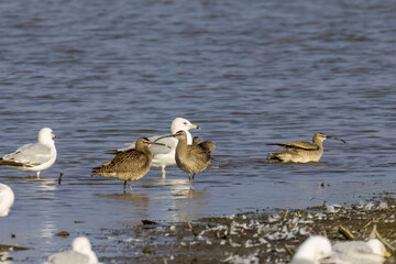 Wall Mural - The Eurasian or common whimbrel (Numenius phaeopus), also known as the white-rumped whimbrel in North America on the shores of Lake Michigan during southward migration.