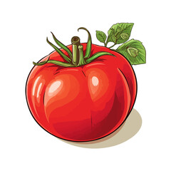 Wall Mural - Illustration of a tomato. Isolated vector illustration.