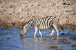 a zebra walks into a waterhole to drink