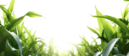 Poster - corn isolated on white background with path. with copy space image. Place for adding text or design