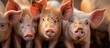 Many adult pigs at a pig farm Livestock breeding Meat industry and agriculture. with copy space image. Place for adding text or design