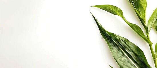 Poster - One single corn ear isolated on white background. with copy space image. Place for adding text or design
