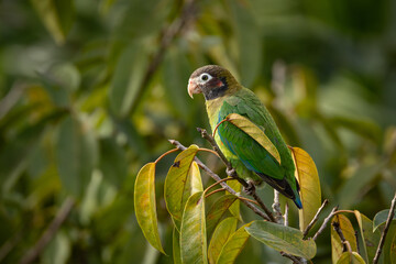 Wall Mural - Medium-sized, rather chunky parrot of humid tropical lowlands. Found in rainforest and edge, where easily overlooked in the canopy, feeding quietly on fruits. Most often seen in fast direct flight.