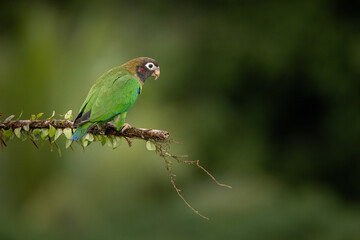 Wall Mural - Medium-sized, rather chunky parrot of humid tropical lowlands. Found in rainforest and edge, where easily overlooked in the canopy, feeding quietly on fruits. Most often seen in fast direct flight.