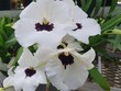 Miltoniopsis Lillian Nakamoto, Orchidee, Blume, Pflanze im Garten