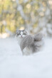 Ragdoll Cat im Schnee - Mink blue bicolor 