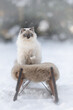 Ragdoll Katze im Schnee auf Schlitten