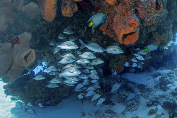 Scuba Diving Cozumel, Mexico and Pompano Beach, Florida