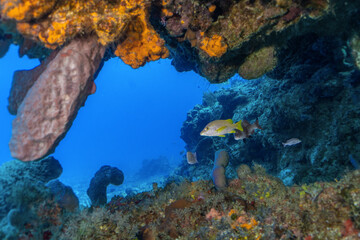 Scuba Diving Cozumel, Mexico and Pompano Beach, Florida