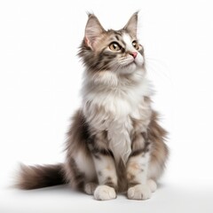  Realistic photo of a American Curl cat on a white background, curled ears, sweet expression, playful and affectionate demeanor Generative AI