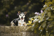 Kleiner Terrier Hund, süßer Mischling Spanien