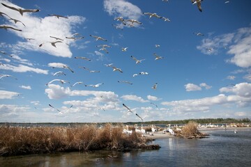 Wall Mural - flocks of gulls and pelicans nesting on the beach