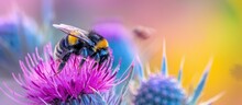 A Bumblebee Sits On Top Of A Purple Thistle Flower, Sucking Sweet Pollen In A Beautiful Natural Setting.