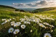 Scenic spring:summer: Blooming daisy field amidst pastoral landscape, hills rolling in countryside, meadow with daisies